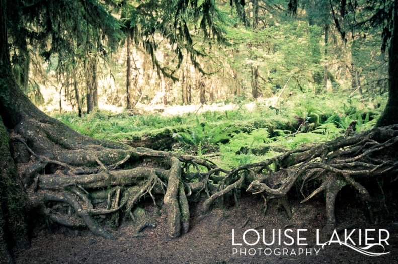 Portrait of a Tree, Olympic Peninsula, Olympic National Forest, Washington, Trails, Hall of Mosses