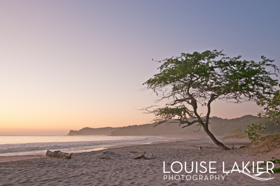 Portrait of a Tree, El Gigante, Nicaragua, Central America, Travel Photography, Beach Tree