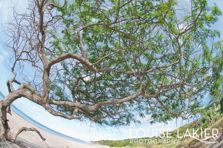 El Gigante, Nicaragua, Central America, Travel Photography, Portrait of a Tree, Nature, Beaches