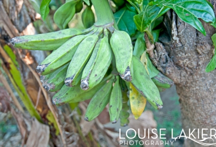 Platanos, Green Bananas, Nicaragua, Fruit, Local Foods, Central America, Flora, Nature, Travel Photography