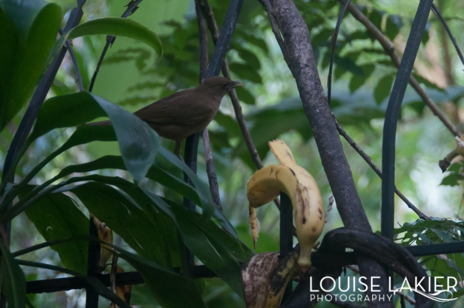 A bird eats a banana in the jungle