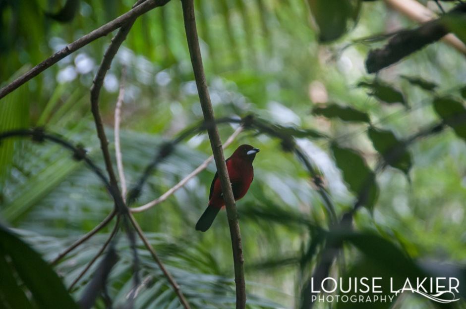 A vibrant red bird stands out against the green jungle