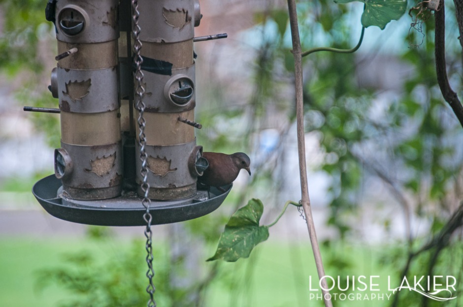 A dove peeks over the side of a bird feeder