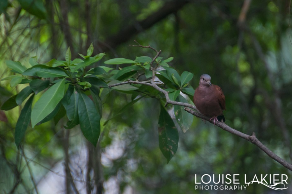A brown dove watches from a branch