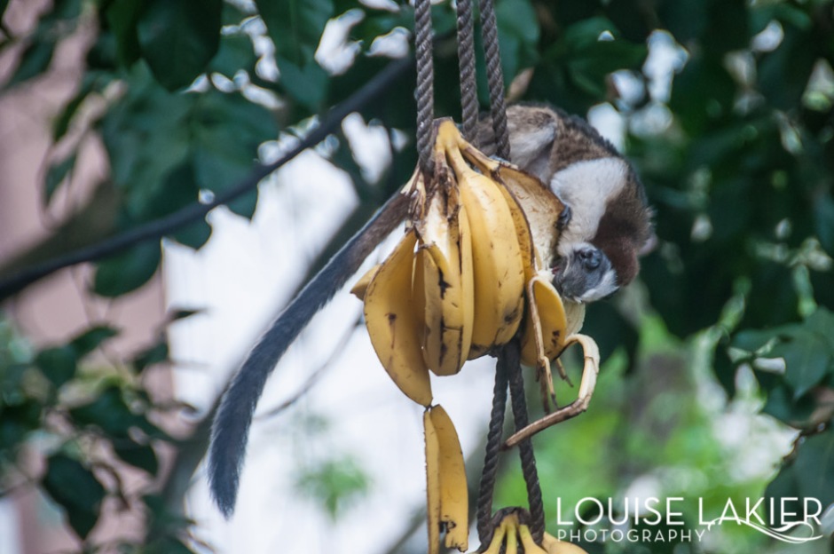 A tamarin hangs on a banana bunch to eat