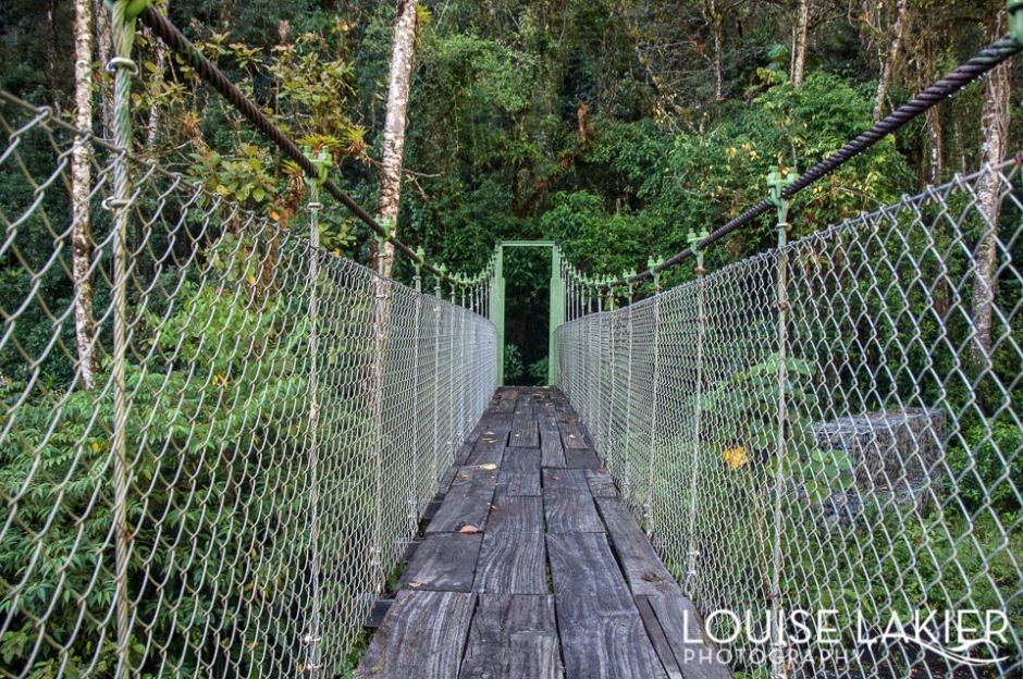 Suspended Jungle River Bridge